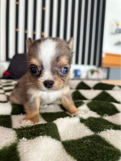 ชิวาวา รูปที่ 8