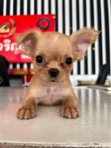 ชิวาวา รูปที่ 4