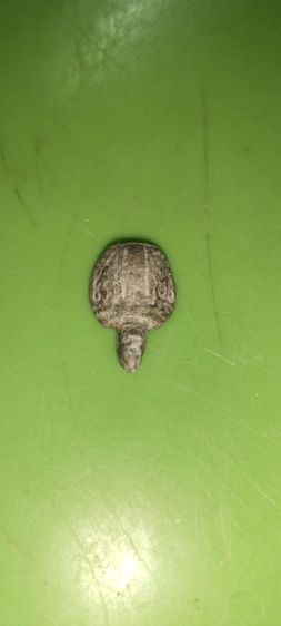 พญาเต่าเรือน รูปที่ 2