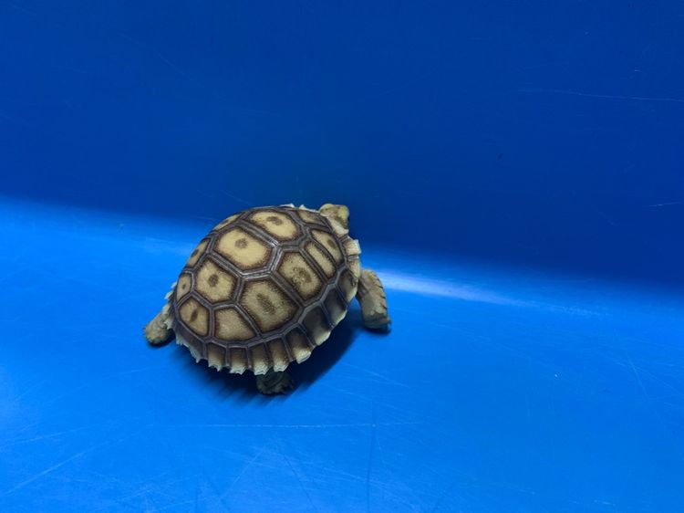 ลูกเต่า ซูคาต้า รูปที่ 4