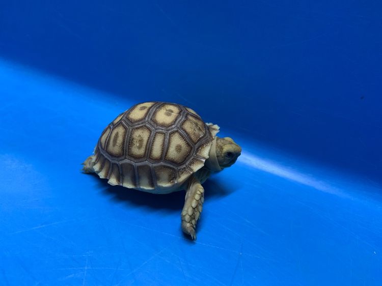 ลูกเต่า ซูคาต้า