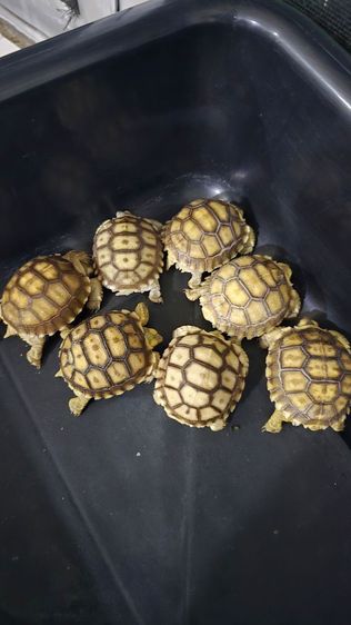 ขายลูกเต่าชูคาต้า