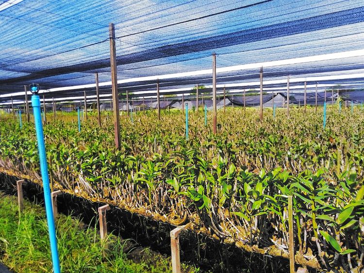 ให้เช่าที่ปลูกกล้วยไม้ 7 ไร่ ใกล้เซเว่น ใกล้อนามัยมหาสวัสดิ์ นครชัยศรี นครปฐม