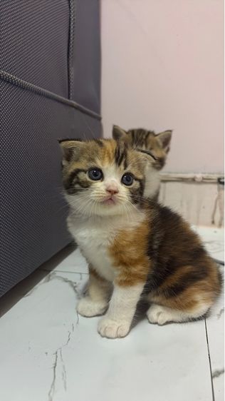 แมวสก็อตติช รูปที่ 7