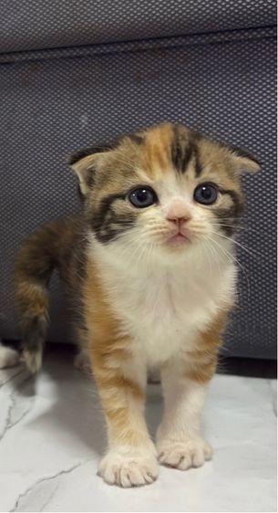 สก็อตติช โฟลด์ (Scottish Fold) แมวสก็อตติช