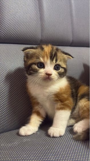 แมวสก็อตติช รูปที่ 10