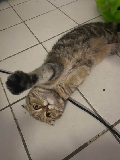 สก็อตติช โฟลด์ (Scottish Fold) เหมียวๆ