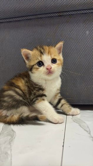 สก็อตติช โฟลด์ (Scottish Fold) แมวพันธุ์สก็อตติช