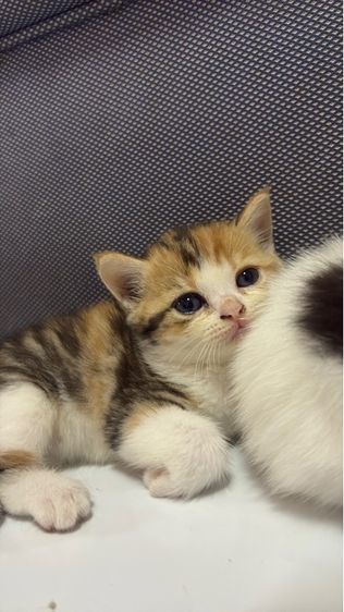 แมวพันธุ์สก็อตติช รูปที่ 2