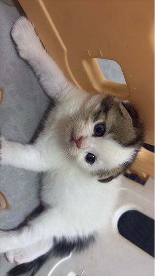 สก็อตติช โฟลด์ (Scottish Fold) แมวพันธุ์สก็อตติช