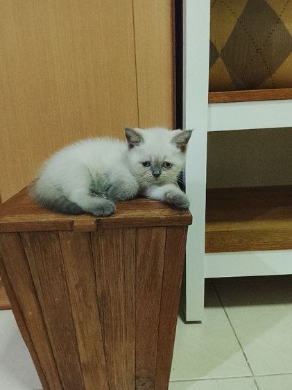 บริติช บลูพอยท์  ชาย