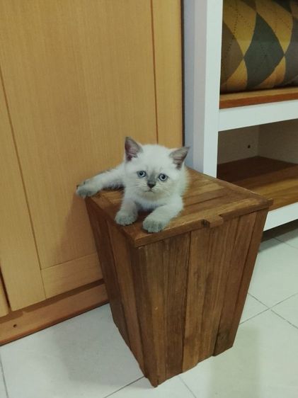 บริติช บลูพอยท์  ชาย