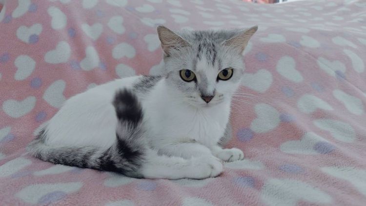 หาบ้านให้น้องค่ะ รูปที่ 4