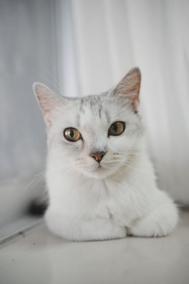 หาบ้านให้น้องค่ะ รูปที่ 3