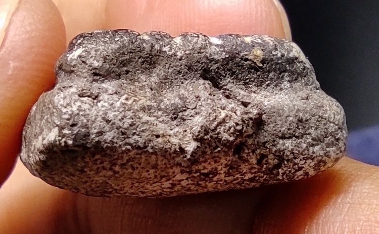 พระหลวงปู่ทวด เนื้อว่าน รูปที่ 5