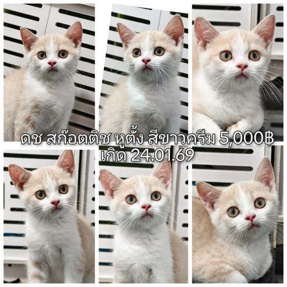   สก๊อตติช ลดราคา ด่วน  รูปที่ 10