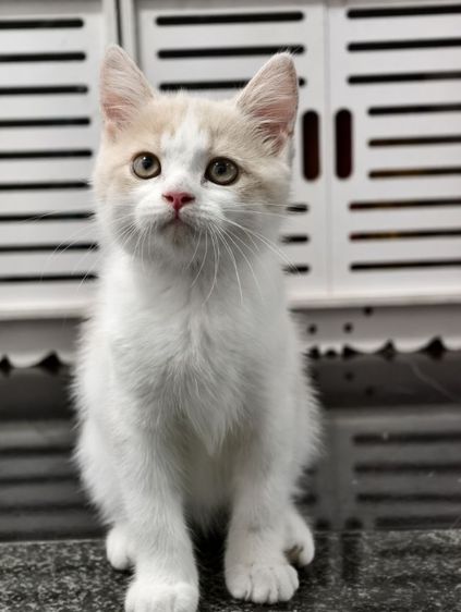   สก๊อตติช ขายเหมา 5ตัว ขายแยก ด่วน