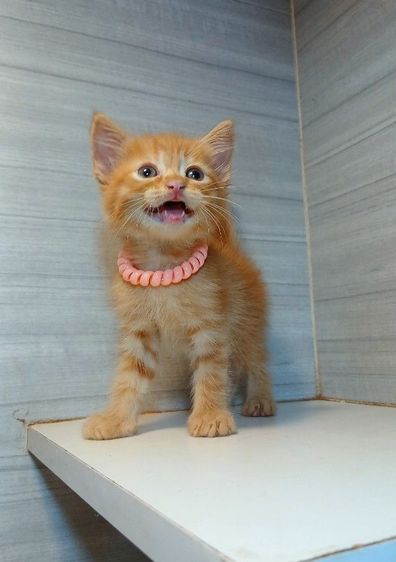 แมวสก้อตติช ผสมแมวเปอร์เซีย เพศผู้ รับประกันหัดแมว5วันเอดส์แมวกับรูคีเมียคะ