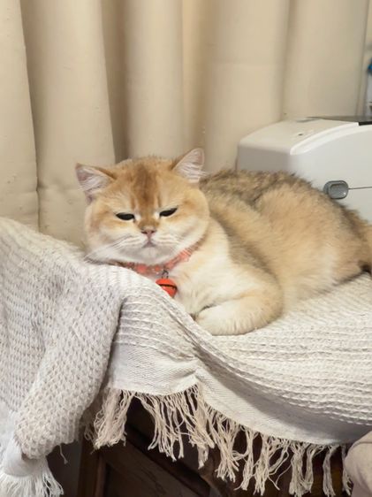 แมวแม่พันธุ์บริติช British Shorthair ( Female) รูปที่ 9