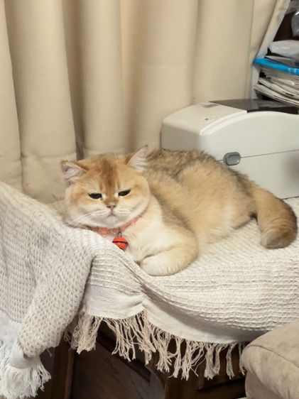 แมวแม่พันธุ์บริติช British Shorthair ( Female) รูปที่ 4