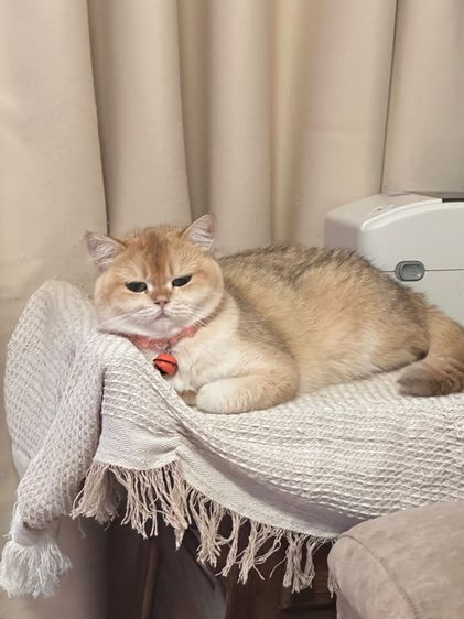 แมวแม่พันธุ์บริติช British Shorthair ( Female) รูปที่ 7