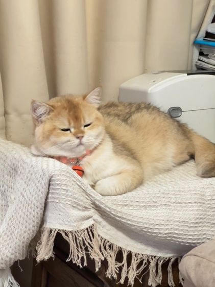 แมวแม่พันธุ์บริติช British Shorthair ( Female) รูปที่ 2