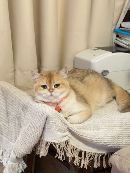 แมวแม่พันธุ์บริติช British Shorthair ( Female)