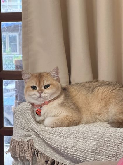 แมวแม่พันธุ์บริติช British Shorthair ( Female) รูปที่ 5