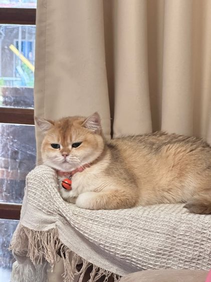 แมวแม่พันธุ์บริติช British Shorthair ( Female) รูปที่ 6