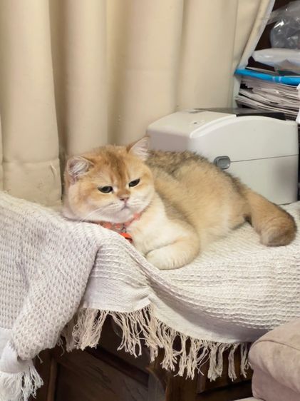 แมวแม่พันธุ์บริติช British Shorthair ( Female) รูปที่ 3