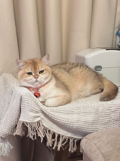 แมวแม่พันธุ์บริติช British Shorthair ( Female) รูปที่ 8