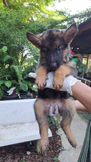 เยอรมันเชพเพิร์ด (German Shepherd) ใหญ่ (มีใบเพ็ด) เปิดจองลูกสุนัขเยอรมันเชพเพิร์ดแท้
