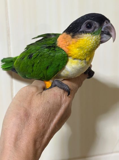 เเก้ว ลูกป้อนแบล็คเฮดไคท์