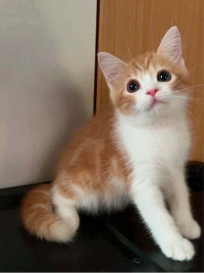 น้องแมวส้มสก็อตติสหูตั้ง