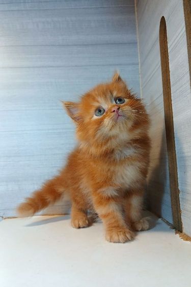 แมวเปอร์เซียสีส้ม เพศผู้ก่อนย้ายตรวจหัดแมวฟรีรับประกันเอดส์แมวกับรูคีเมียคะ