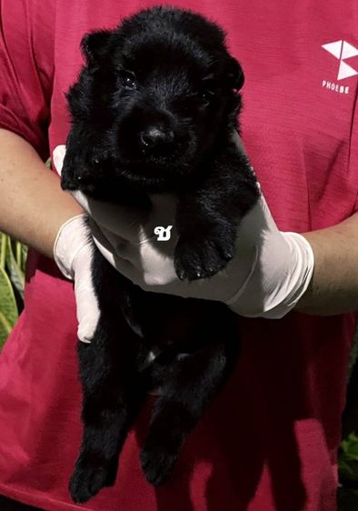 เปิดจองลูกสุนัขเยอรมันเชพเพิร์ดสีดำล้วน