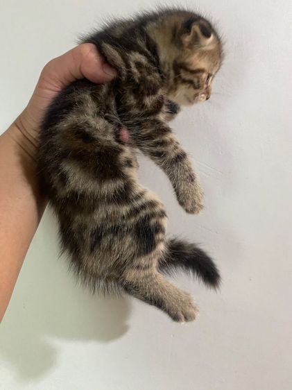 ขายแมวสก็อตติชโฟลด์ 