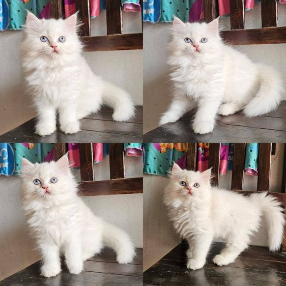 สก็อตติช