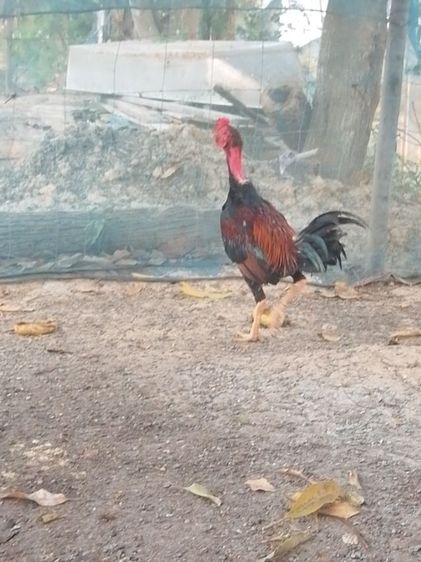 ง่อนเบอแข้งวัดดวง รูปที่ 2