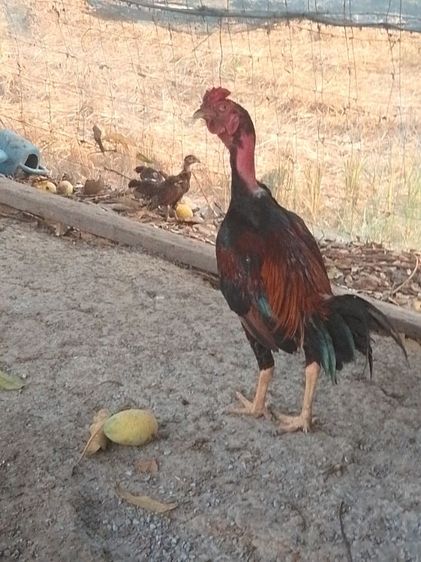 ง่อนเบอแข้งวัดดวง