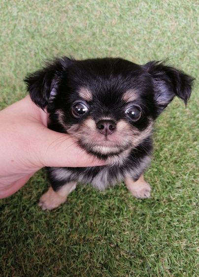 ชิวาวา (Chihuahua) 4900 ลดเหลือ 3900 ชิวาว่าเเท้ขนยาว สีเเบล็คเเทน ญ. ไซส์เล็ก พร้อมย้าย
