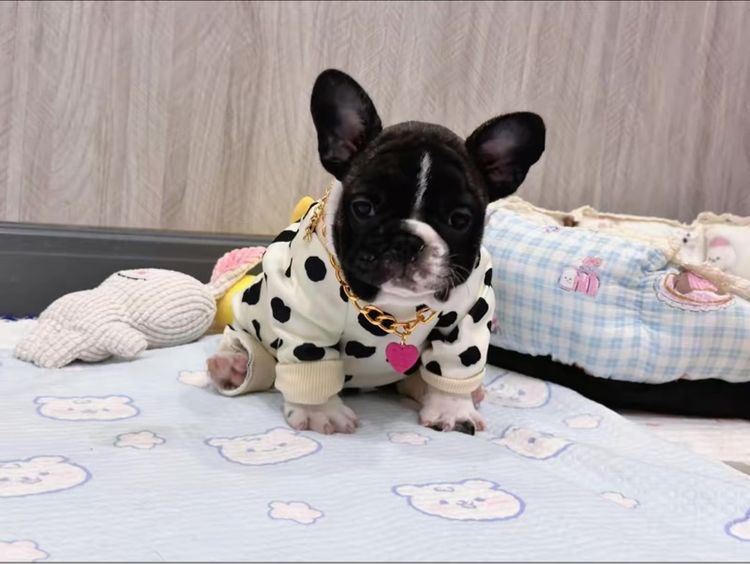 เฟรนช์ บูลด็อก (French Bulldog) เล็ก เฟรนบลูด็อก ชาย ลายวัว