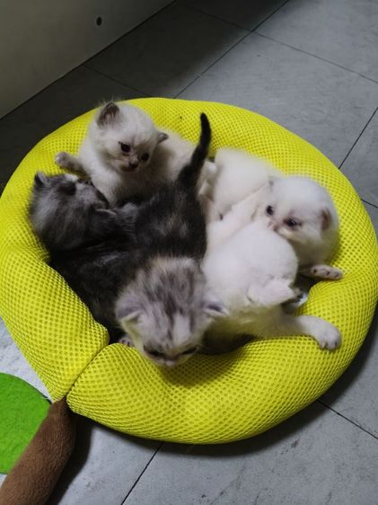 อเมริกันผสมเปอร์เซีย เปิดจอง