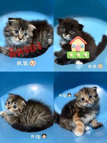 สก็อตติช โฟลด์ (Scottish Fold) ลูกแมวสก็อตติช