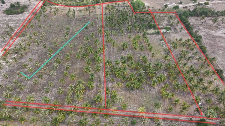 ขายที่ดิน ถูกๆ 10 ไร่ ห่างถนนเพชรเกษม 300 เมตร เป็นสวนมะพร้าว รูปที่ 2