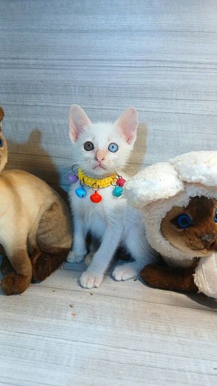 ขาวมณี (Khao Manee) แมวขาวมณีตาสองสี เพศผู้ คะวัคซีนแล้ว1เข็มก่อนย้ายตรวจหัดแมวฟรีรับประกันเอดส์แมวกับรูคีเมียคะ