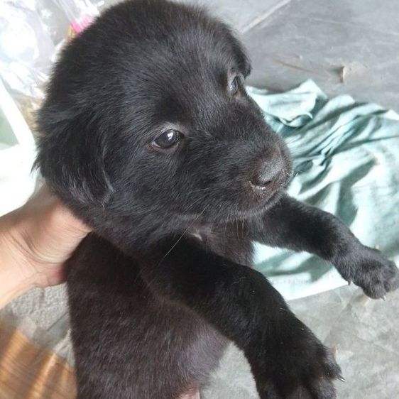 ลาบาดอ รูปที่ 2