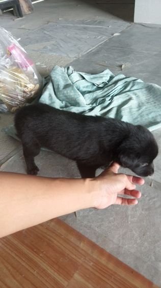 ลาบราดอร์ (Labrador) ใหญ่ ลาบาดอ