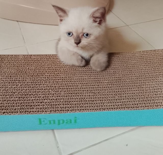 บริติช ชอร์ตแฮร์ (British Shorthair) บริติช บลูพอยท์  ชาย