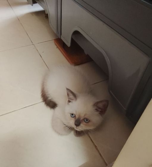 บริติช ชอร์ตแฮร์ (British Shorthair) บริติช บลูพอยท์  ชาย